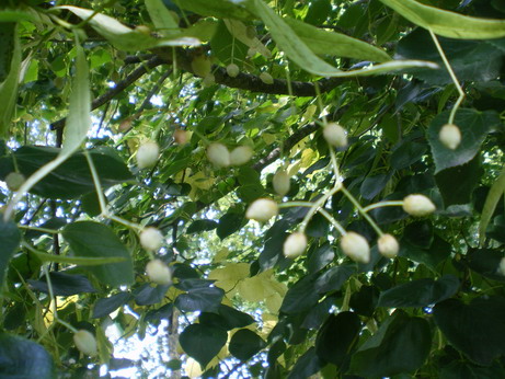 c0124619_3502553.jpg