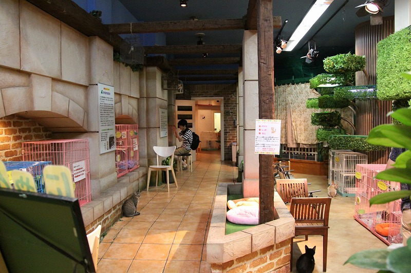 港区お台場 猫だ カフェ 新 間違いだらけの猫カフェ選び 港区お台場 猫だ カフェ 新 間違いだらけの猫カフェ選び