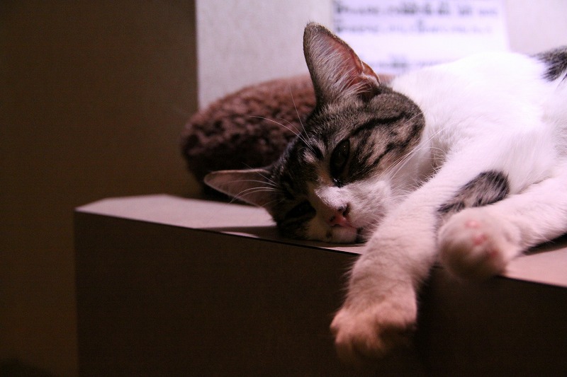 港区お台場 猫だ カフェ 新 間違いだらけの猫カフェ選び 港区お台場 猫だ カフェ 新 間違いだらけの猫カフェ選び