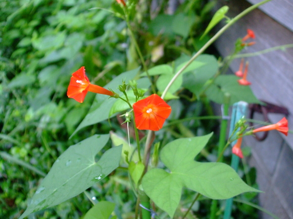 c0202242_9194019.jpg