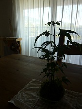 e0074954_22616.jpg