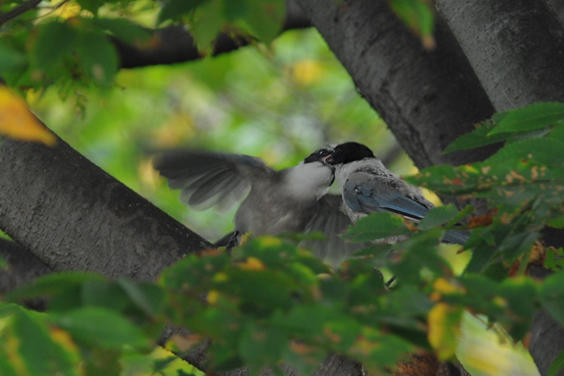 オナガ 幼鳥_f0053272_21383048.jpg