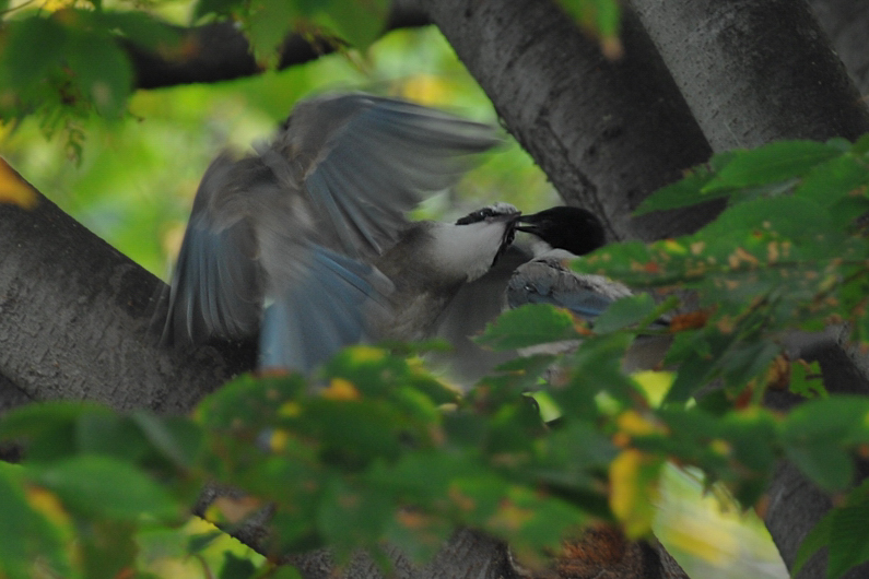 オナガ 幼鳥_f0053272_21394697.jpg