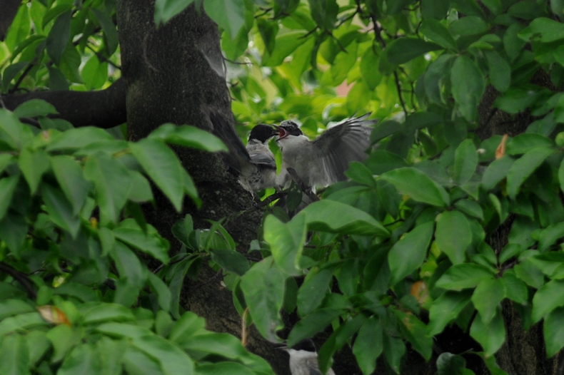 オナガ 幼鳥_f0053272_21523730.jpg