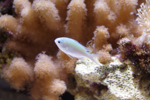 白い熱帯魚 熱帯魚 白い熱帯魚 熱帯魚