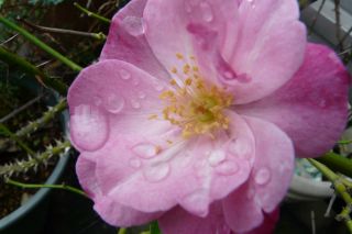 2010年9月9日 オウチリゾート_b0098584_18122581.jpg