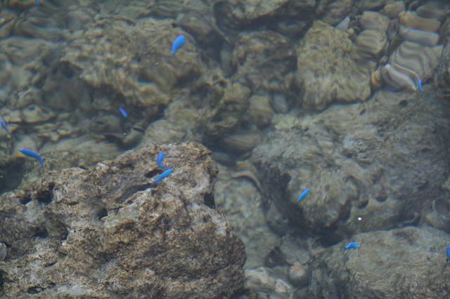 沖縄旅行記\'10.8月伊良部島・宮古島～池間島。～_e0003090_2251243.jpg