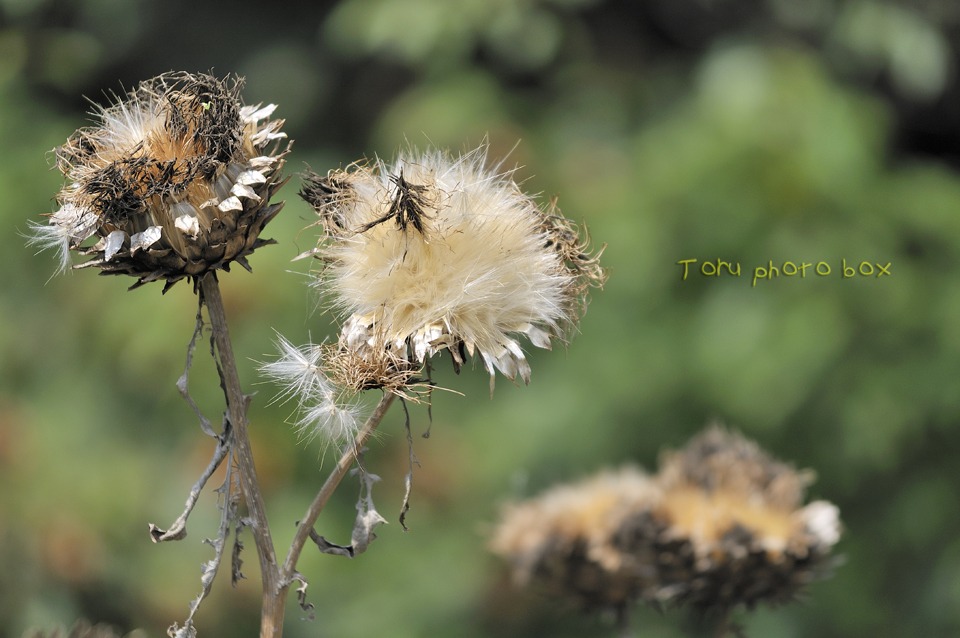 Brush of white hair _a0157696_22324976.jpg