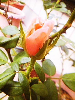 e0098908_22324538.jpg