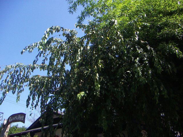 f0173908_13214734.jpg