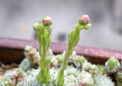 可愛すぎる！初めて咲いたセンペルビブムの花。～蕾が開いていく様子の観察記録～_d0174914_23244942.jpg