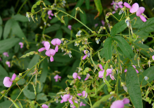 d0156718_1093115.jpg