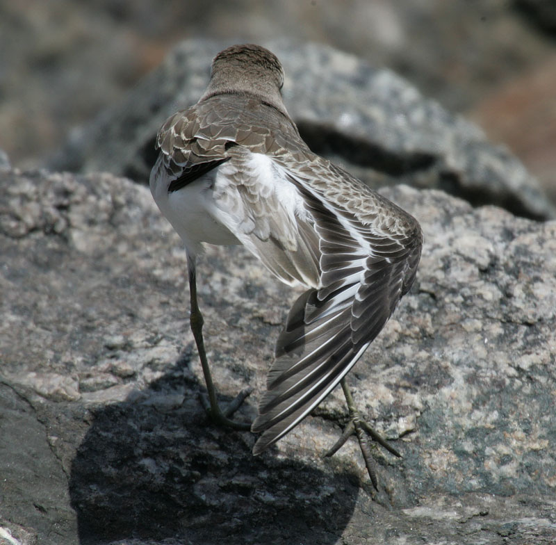 オオメダイチドリ Charadrius leschenaultii_f0161823_10595317.jpg