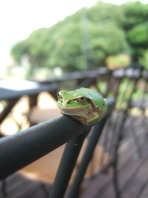 生物多様性か？！_a0168134_23211647.jpg