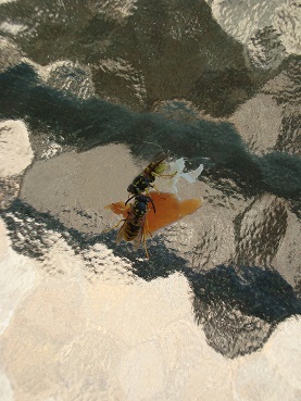 e0120938_174227.jpg