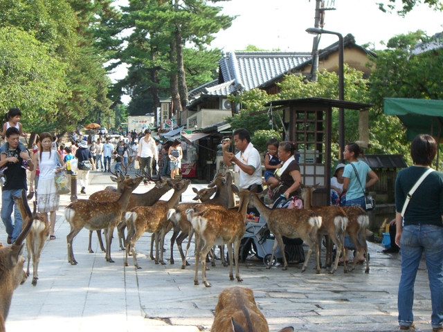 奈良公園_a0106457_23173392.jpg