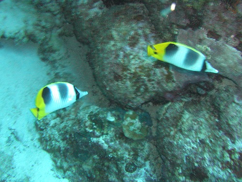 c0180460_3254646.jpg