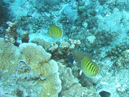 c0180460_3285731.jpg