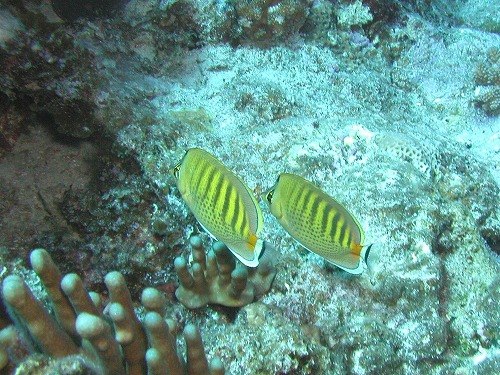 c0180460_3295127.jpg