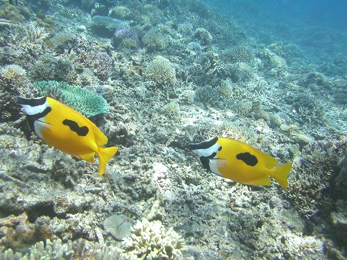 c0180460_3321657.jpg