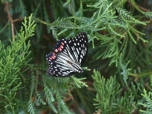 f0208666_15375039.jpg
