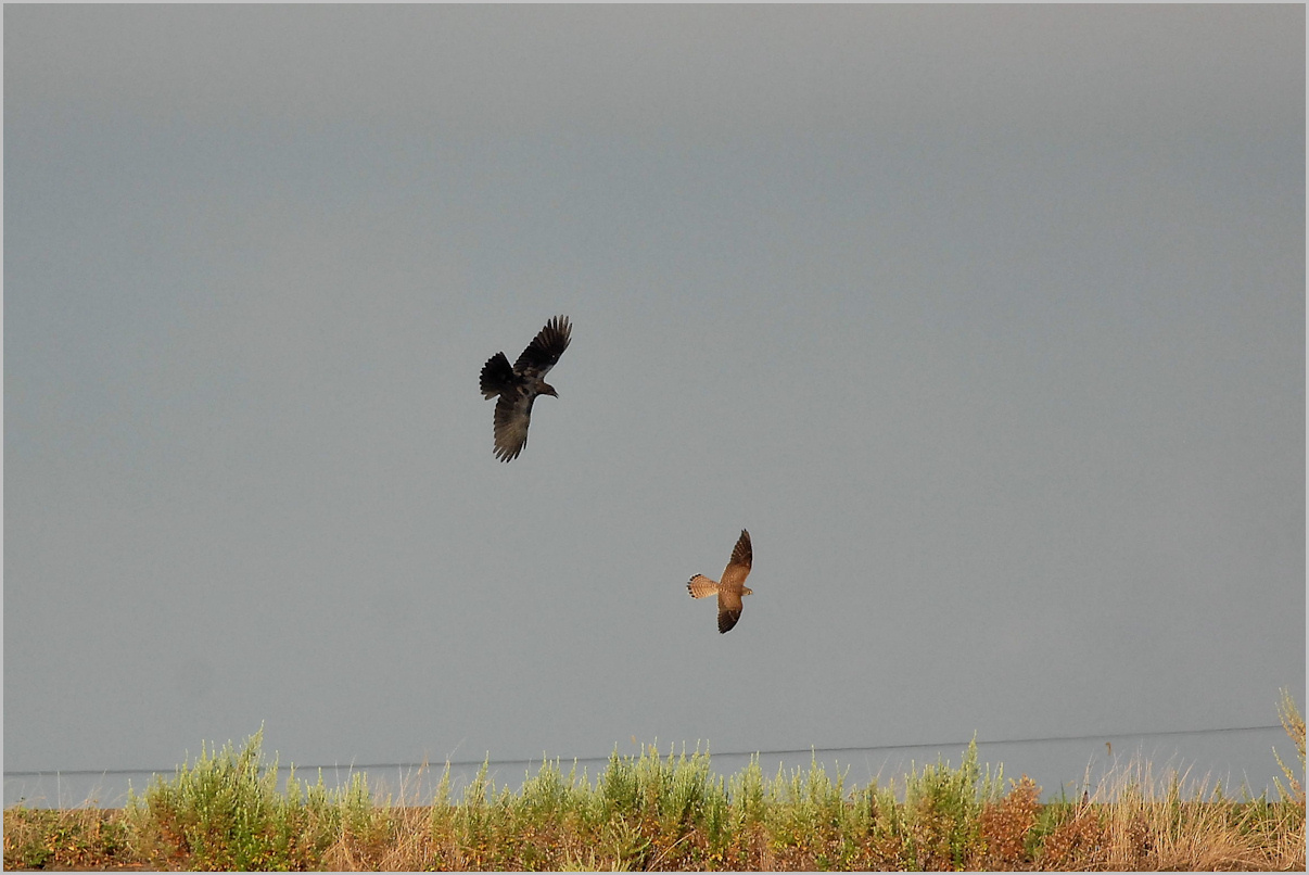 カラスは強い 野鳥の素顔 野鳥と日々の出来事