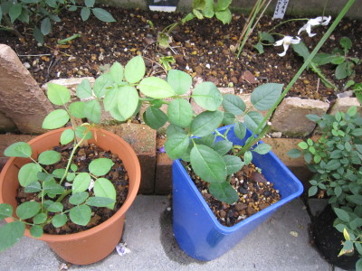 c0202870_037863.jpg