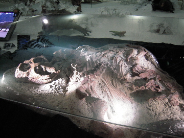 『地球最古の恐竜展/天空の恐竜ミュージアム』_e0033570_753473.jpg