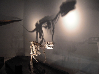 『地球最古の恐竜展／天空の恐竜ミュージアム』_e0033570_757040.jpg