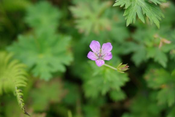 苗場山で見た花々_a0094280_21585391.jpg