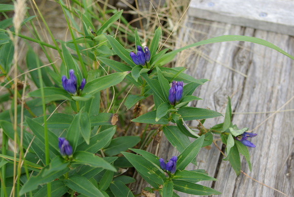 苗場山で見た花々_a0094280_21594654.jpg