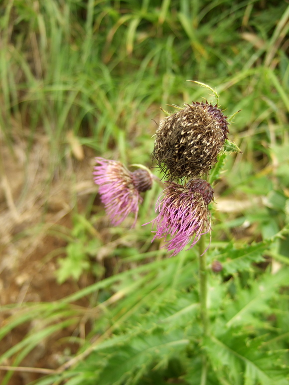 苗場山で見た花々_a0094280_2201348.jpg