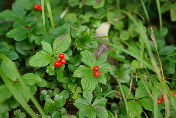 苗場山で見た花々_a0094280_22102430.jpg