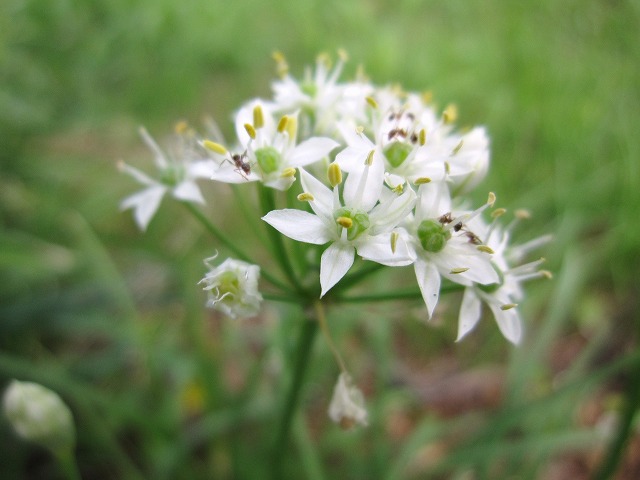 b0182884_3345520.jpg