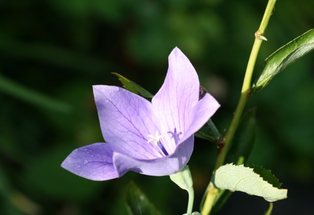 庭の花　：　ノカンゾウ_c0144185_7372492.jpg