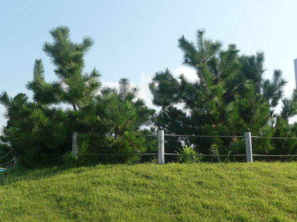 舞子公園の根上がり松とそのシンボルの彫刻作品_b0118987_5103532.jpg