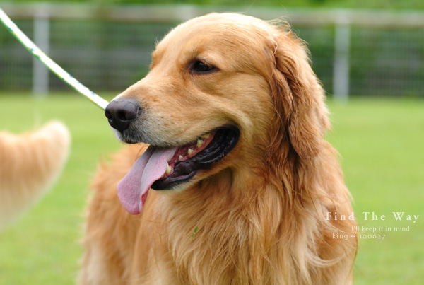 【犬的散歩日和】栃木・那須 9/12 〜 ペンションオリーブさん 8_f0054594_425664.jpg
