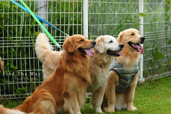【犬的散歩日和】栃木・那須 9/12 〜 ペンションオリーブさん 8_f0054594_435328.jpg