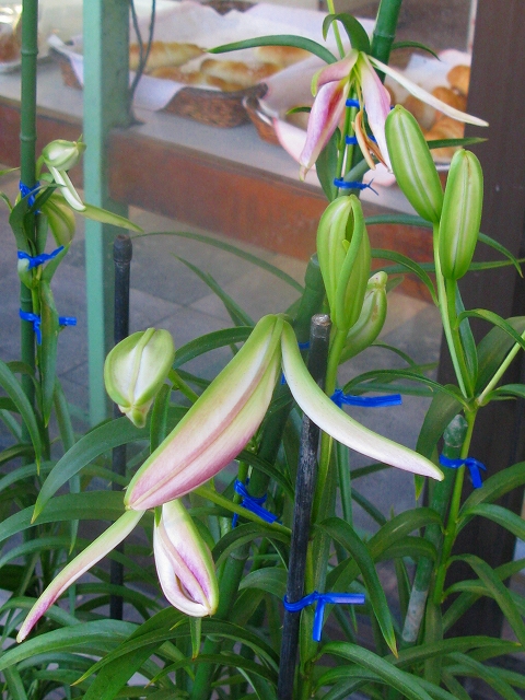f0181394_1519420.jpg