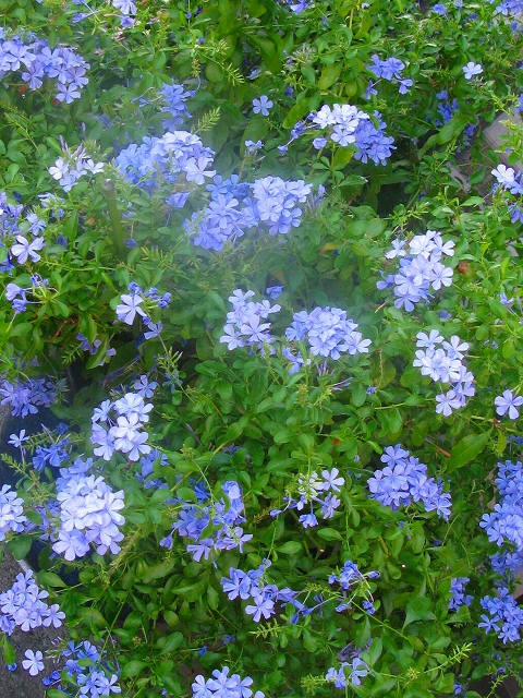 f0181394_15382340.jpg