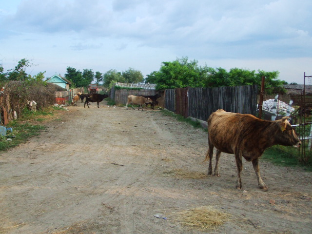 e0176809_9491281.jpg