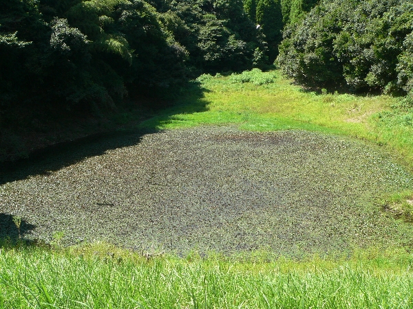 福岡地区　細流散策　汗まみれ_e0002314_21324245.jpg