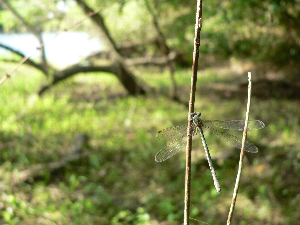 福岡地区　細流散策　汗まみれ_e0002314_21422333.jpg