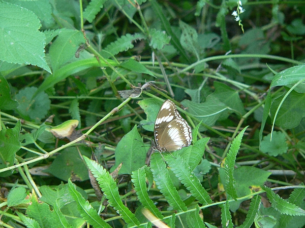 e0002314_21432516.jpg