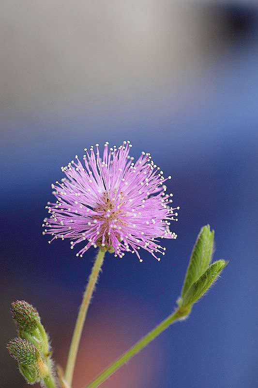 オジギソウの花_e0134814_18302053.jpg