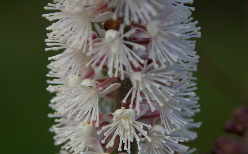 e0136424_8355145.jpg