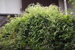 f0170524_13284623.jpg