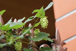 f0170524_13314471.jpg
