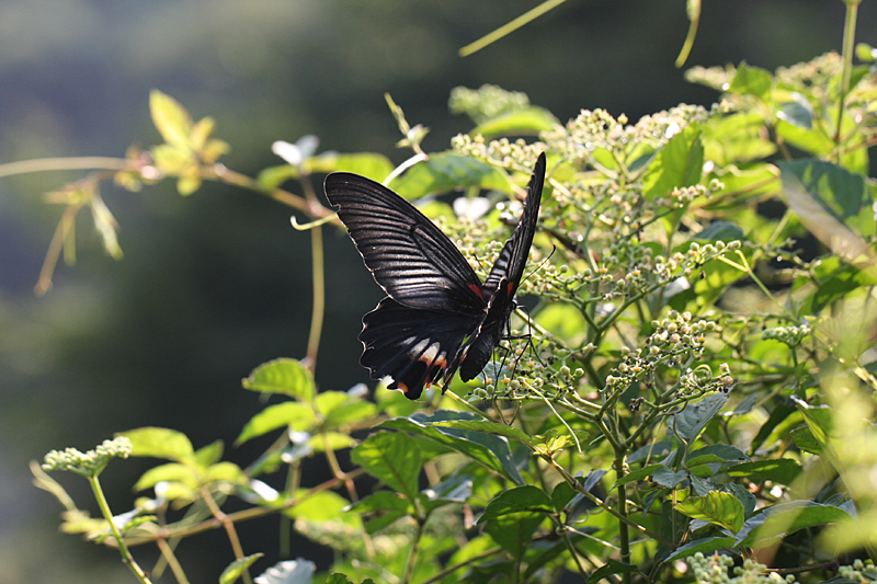 ２０１０年９月上旬　湘南の黒系アゲハ_d0054625_12302839.jpg