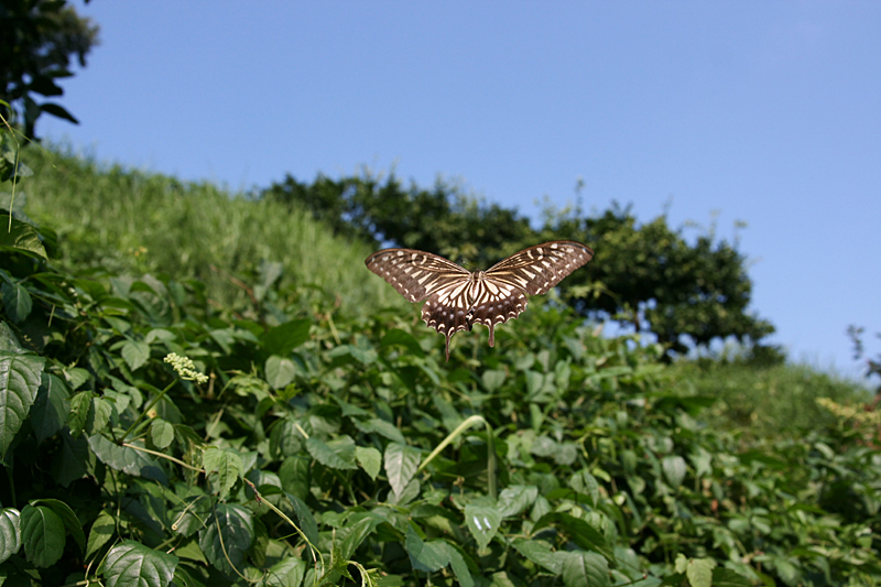 ２０１０年９月上旬　湘南の黒系アゲハ_d0054625_12324332.jpg